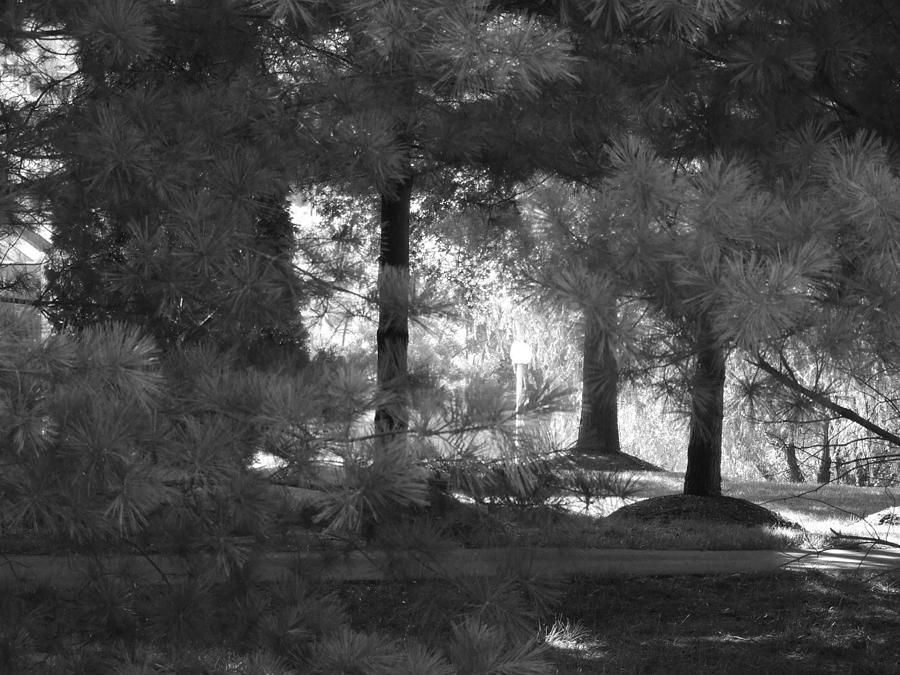 Pine Tree Cluster by Ty Unglebower Pine Tree Cluster by Ty Unglebower