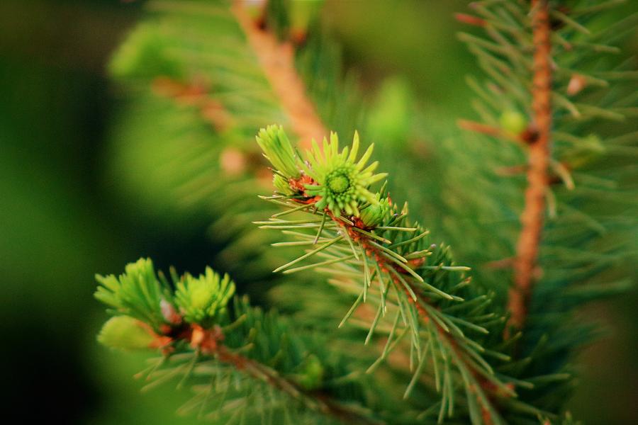 Pine tree flower Photograph by Cozma Mihaela