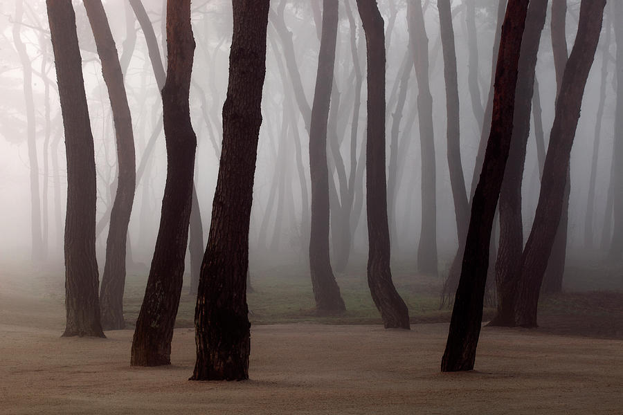 Pine Tree Forest In Mist Photograph by Min Geolshik