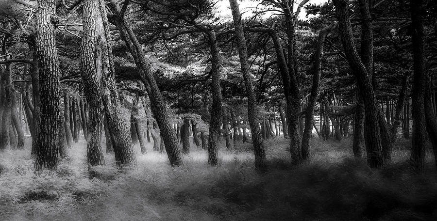 Tree Photograph - Pine Tree Forest by Youngil Kim