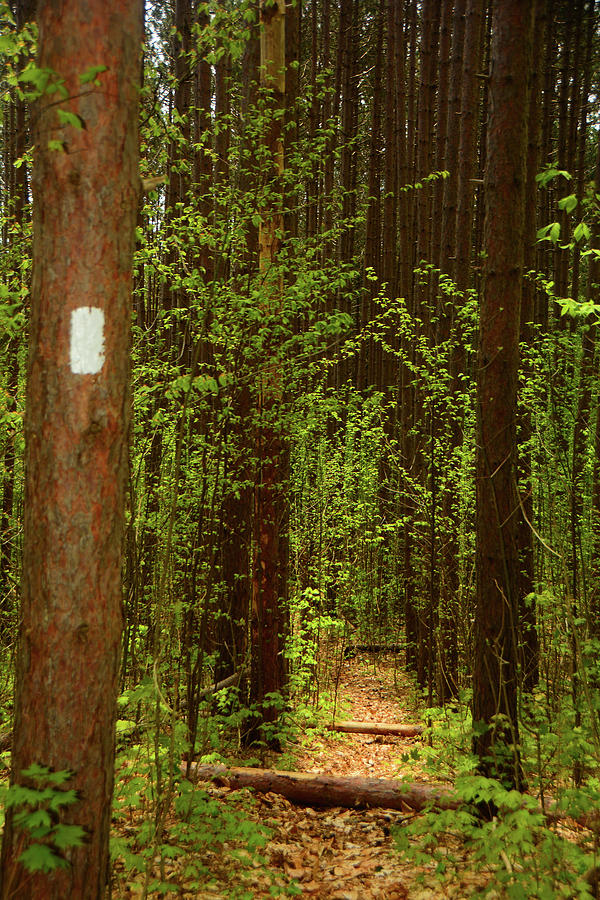 Pine Tree Grove in VT Along the Appalachian Trail Photograph by Raymond Salani III