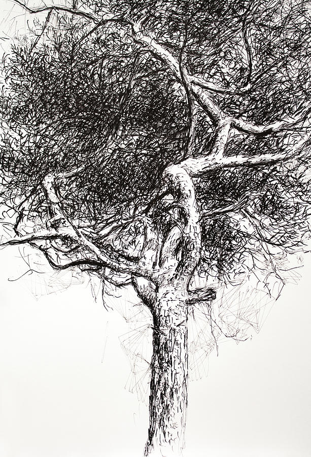 Pine Tree in Black and White Drawing by Hans Egil Saele