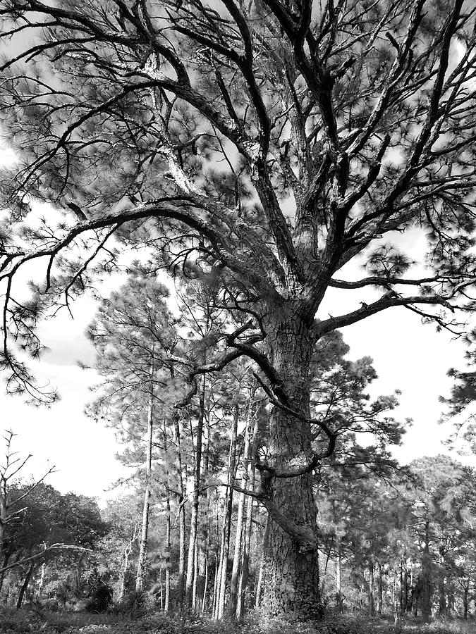 Pine Tree in Black and White Photograph by Lyuba Filatova