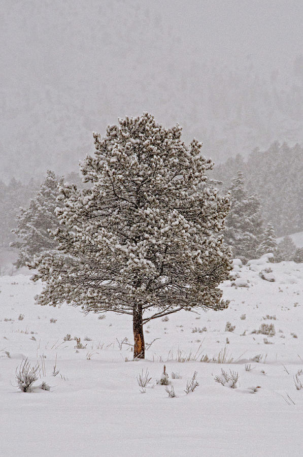 Pine Tree In Winter Photograph by Dbushue Photography