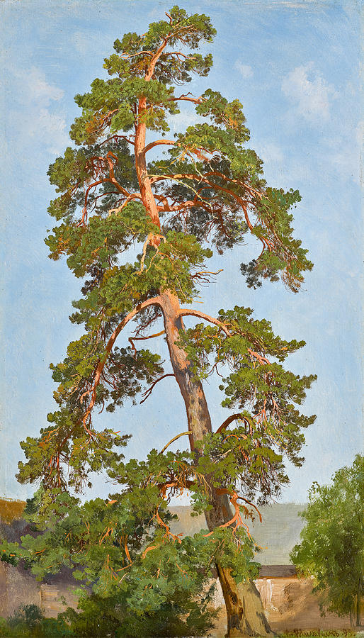 Pine Tree Painting by Ivan Shishkin
