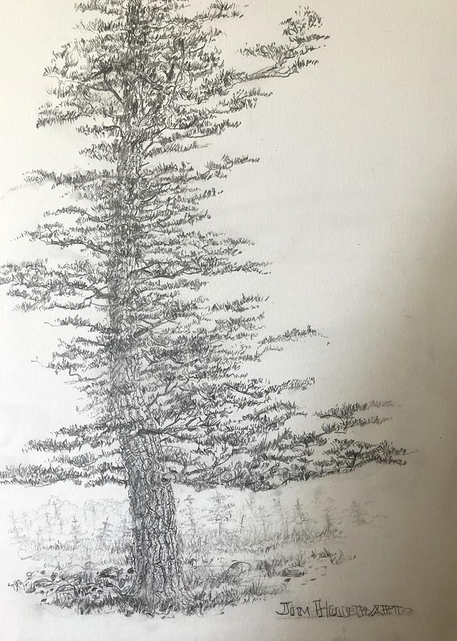 Pine tree Drawing by Jim Hubbard Fine Art America