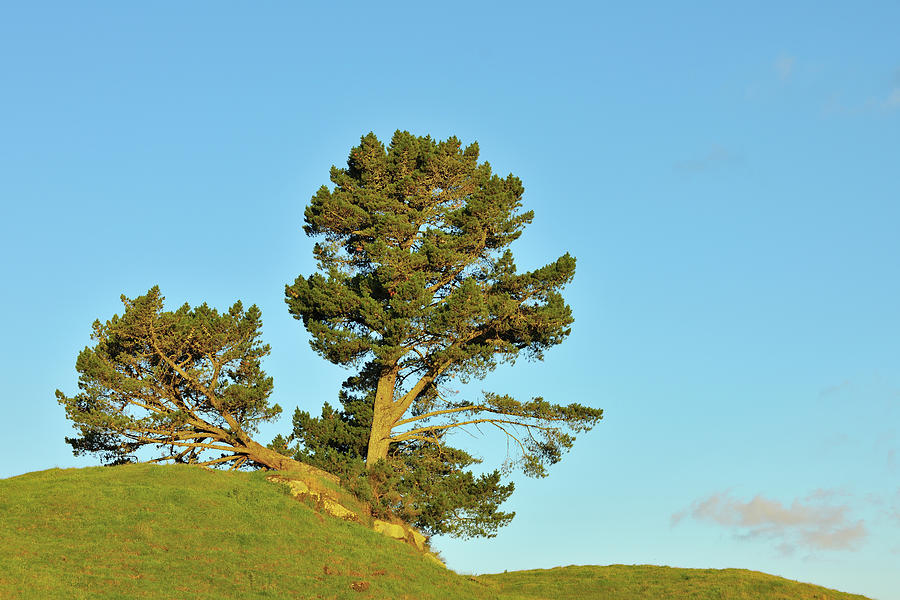Pine Tree Photograph by Raimund Linke