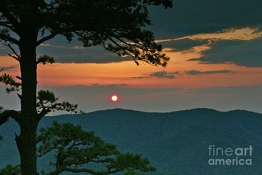 Shenandoah National Park Photograph - Pine Tree Sunset by Dale Kohler