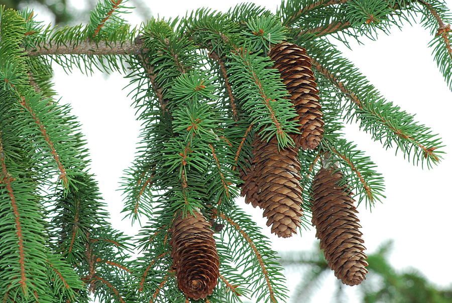 Pine Tree With Pine Cones Photograph by Ee Photography