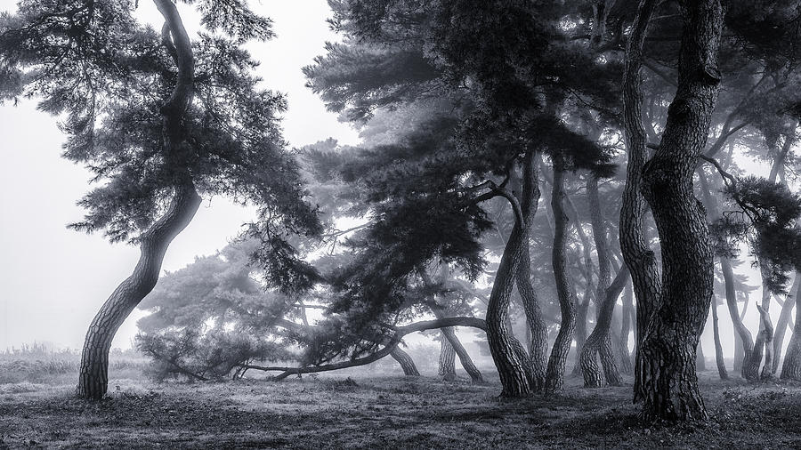 Black And White Photograph - Pine Trees Dancing In The Fog by Gwangseop Eom