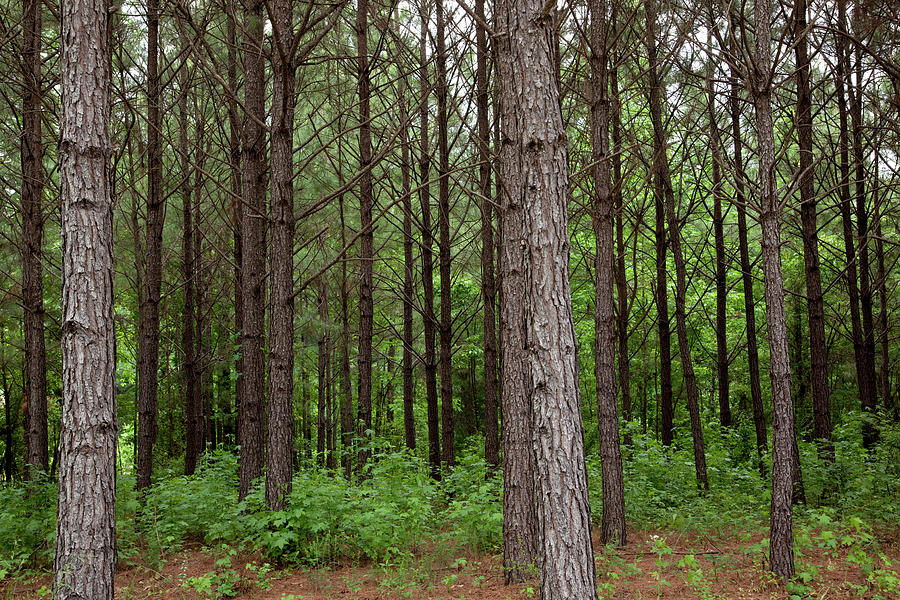 Pine trees in rural Alabama Painting by Carol Highsmith