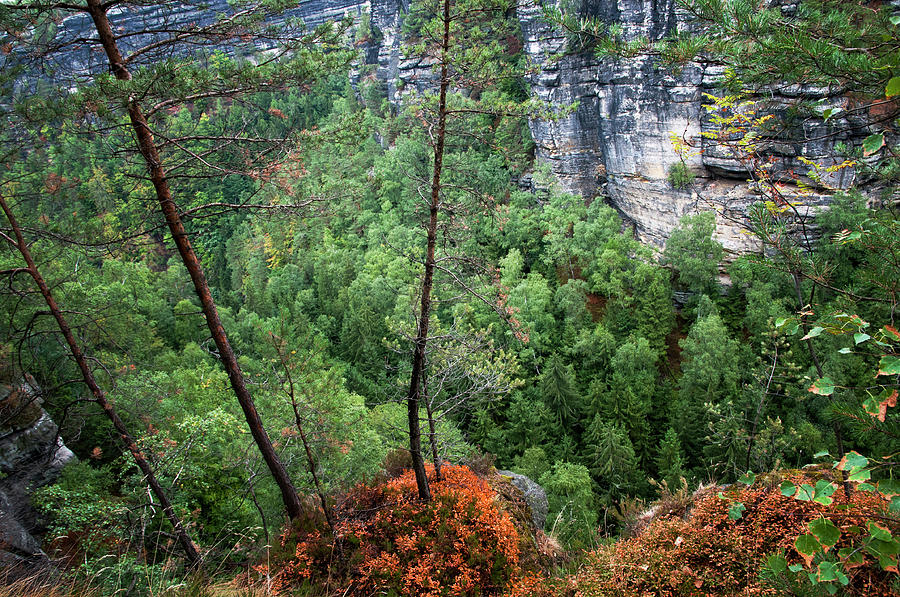 Pine Trees on the Rocks. Bohemian Switzerland Photograph by Jenny Rainbow