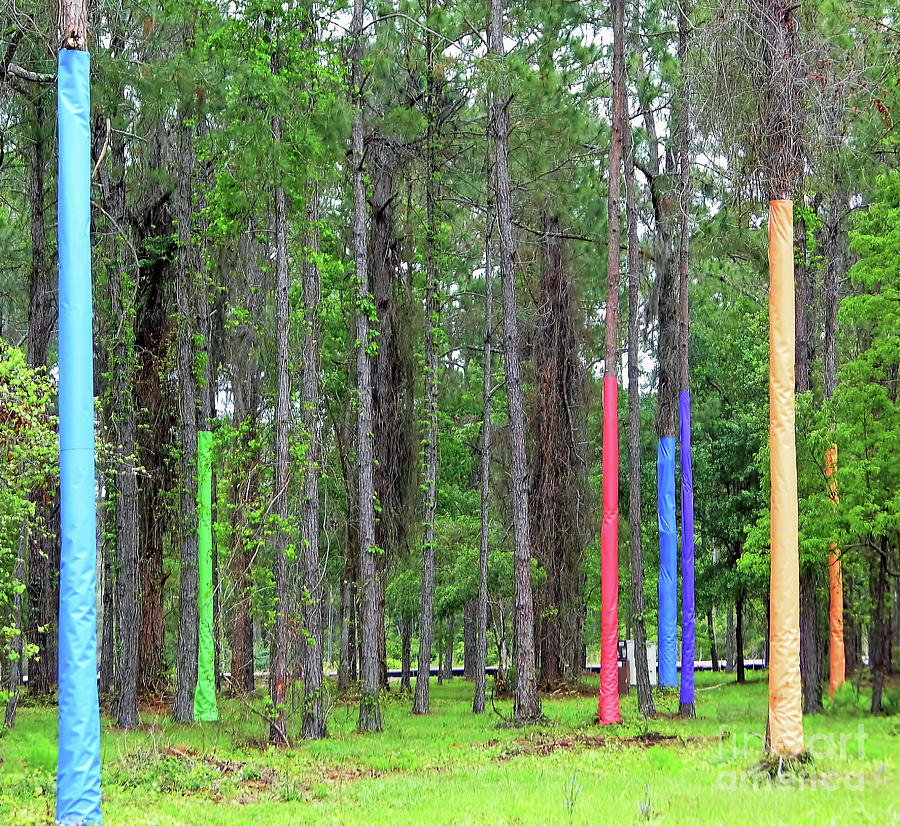 Pine Trees Wrapped In Color Photograph by D Hackett