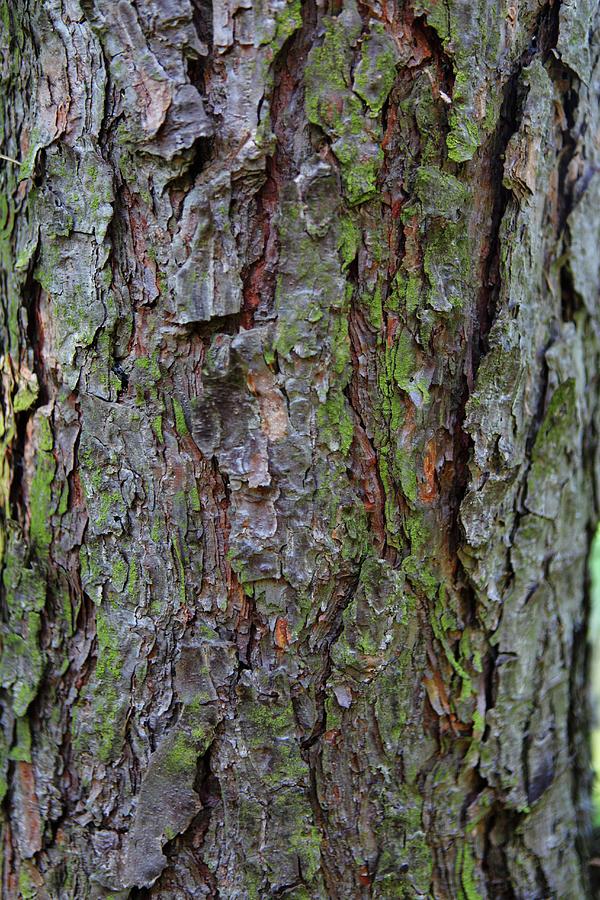 Pine Trunk With Slightly Mossy Bark Photograph by Michal Mrowiec