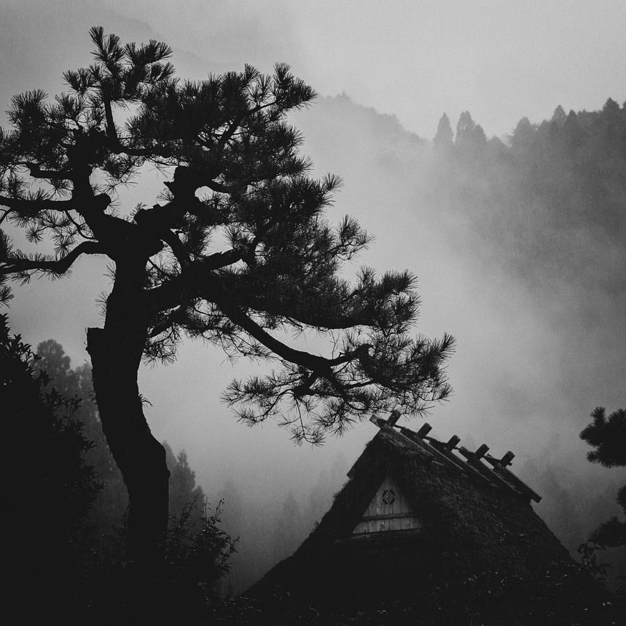 Pine Photograph by Tsuneya Fujii