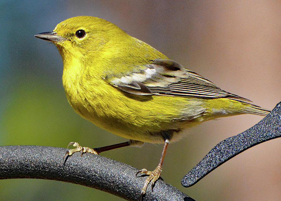 Pine Warbler Photograph by Jerry Griffin