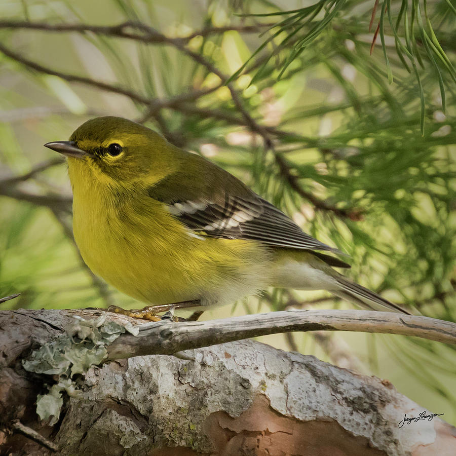 Pine Warbler Photograph by Jurgen Lorenzen