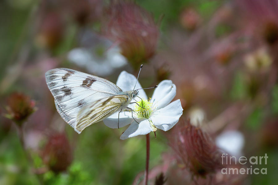 Pine White Butterfly by Susan Warren Pine White Butterfly by Susan Warren