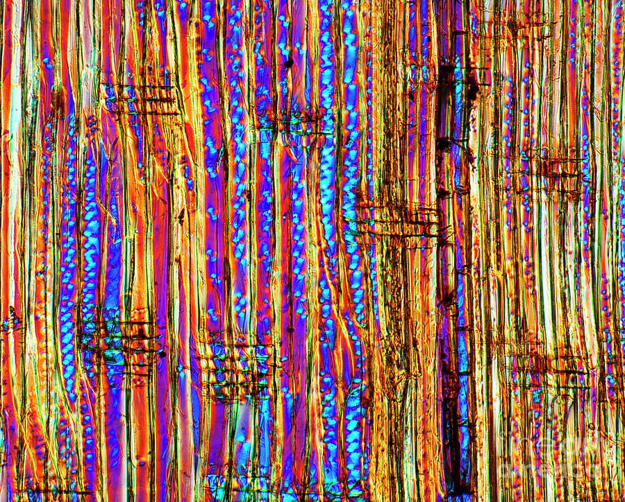 Pine Wood Structure Photograph by Dr Keith Wheeler/science Photo Library