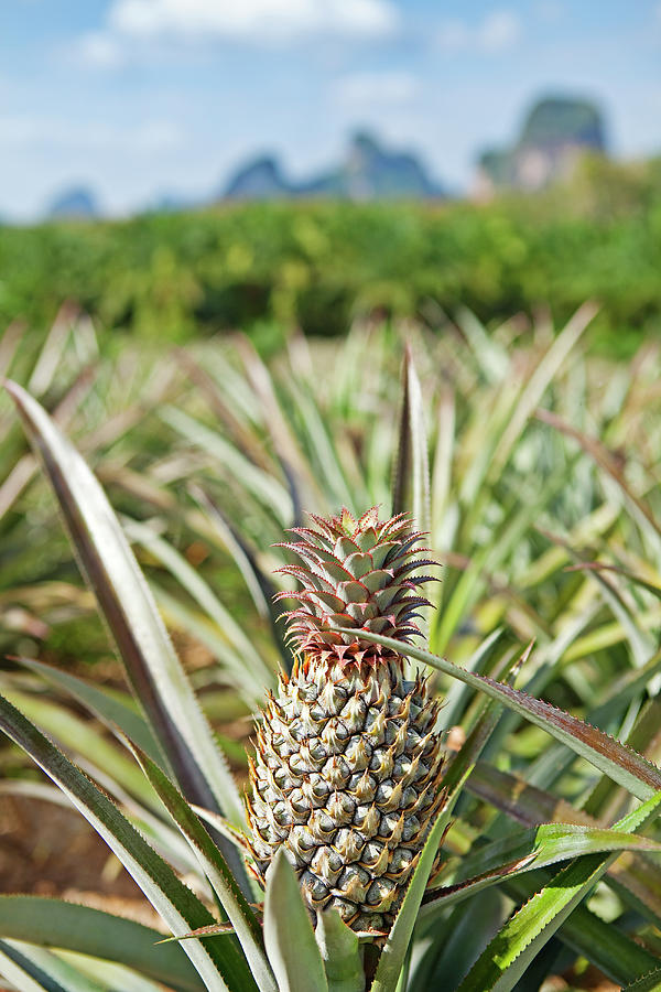 Pineapple And Palm Plantation Photograph by John W Banagan