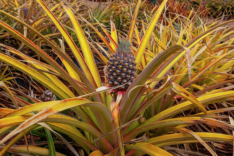 Pineapple Photograph by Anthony Jones