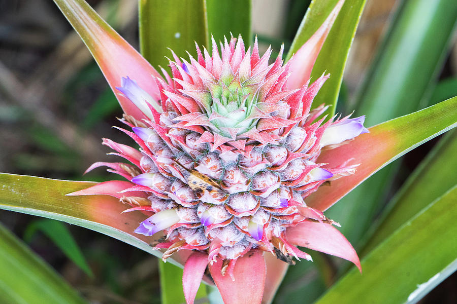 Pineapple Bloom Photograph by Reefyarea