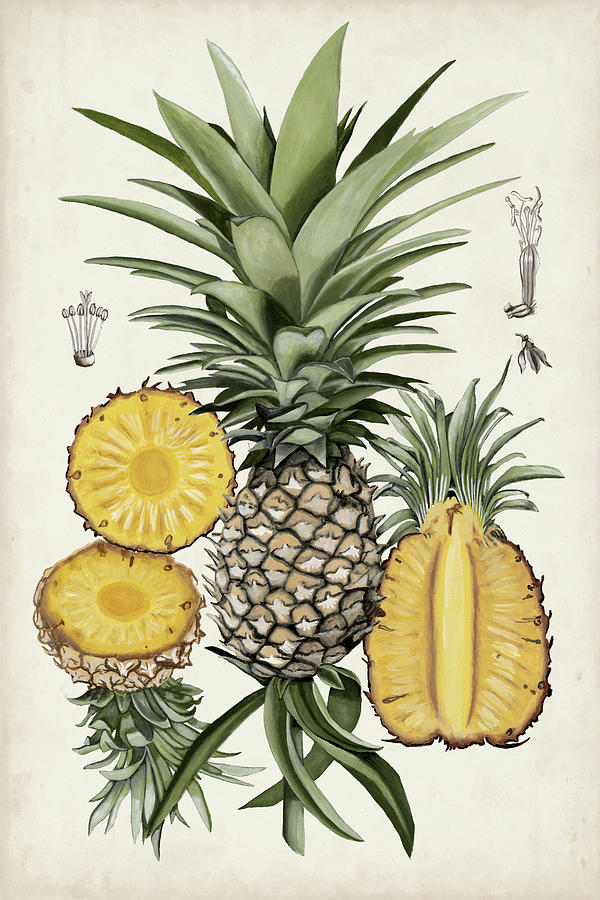 Fruit Painting - Pineapple Botanical Study I by Naomi Mccavitt