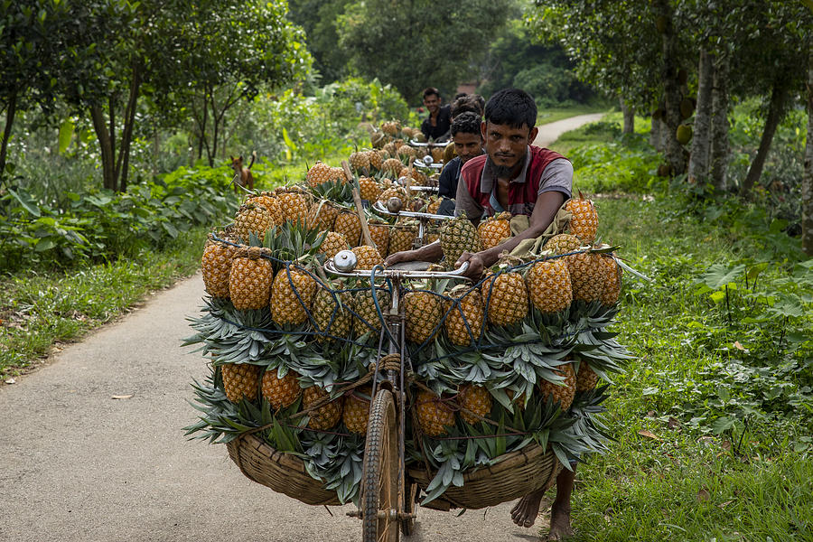 Pineapple Carrier Photograph by Azim Khan Ronnie