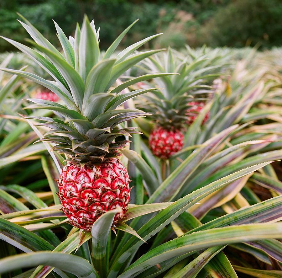 Pineapple Farm Photograph by Jayron