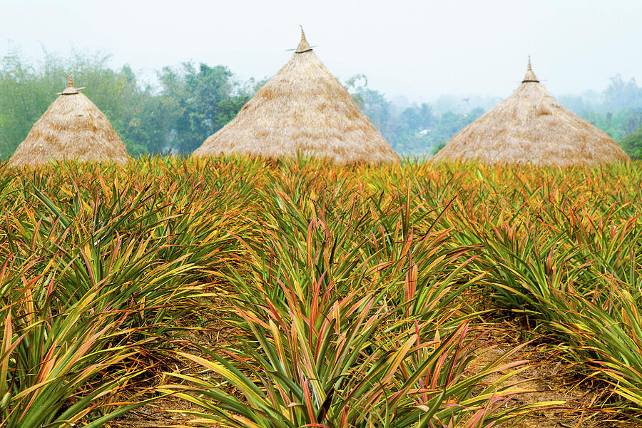 Pineapple Field Photograph by Jean-claude Soboul