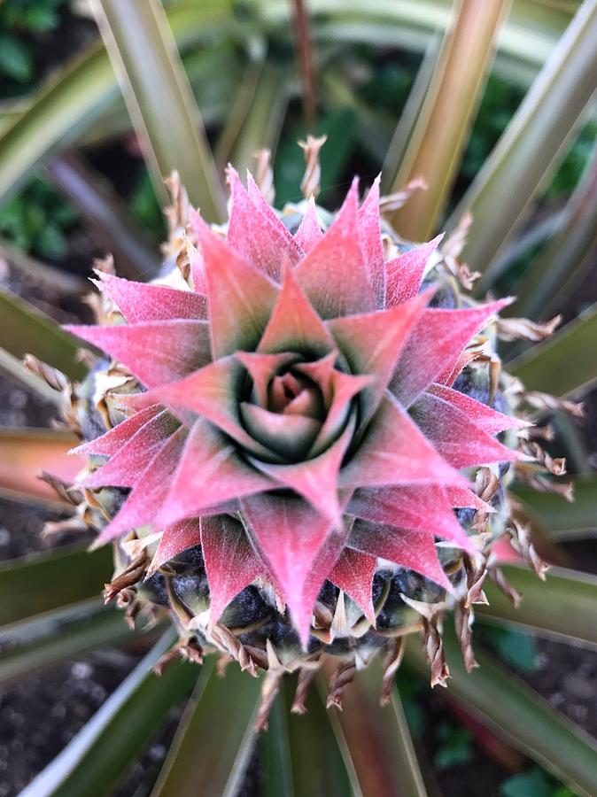 Pineapple Flower Photograph by Katherine Taibl - Fine Art America