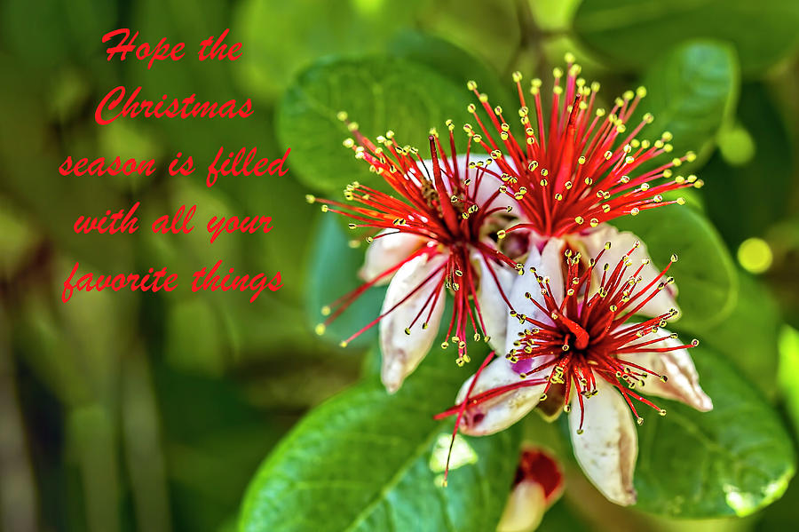 Pineapple Guava Christmas Photograph by Kay Brewer