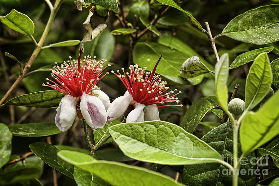 Macro Photograph - Pineapple Guava Feijoa Sellowinia by Phill Doherty Macro Photograph - Pineapple Guava Feijoa Sellowinia by Phill Doherty