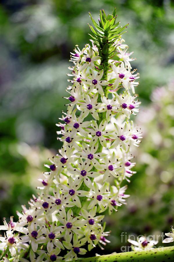 Pineapple Lily (eucomis Comosa) Photograph by Dr Keith Wheeler/science Photo Library