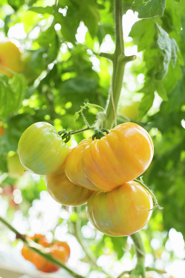 Pineapple Tomatoes On A Vine Photograph by Sabine Lscher