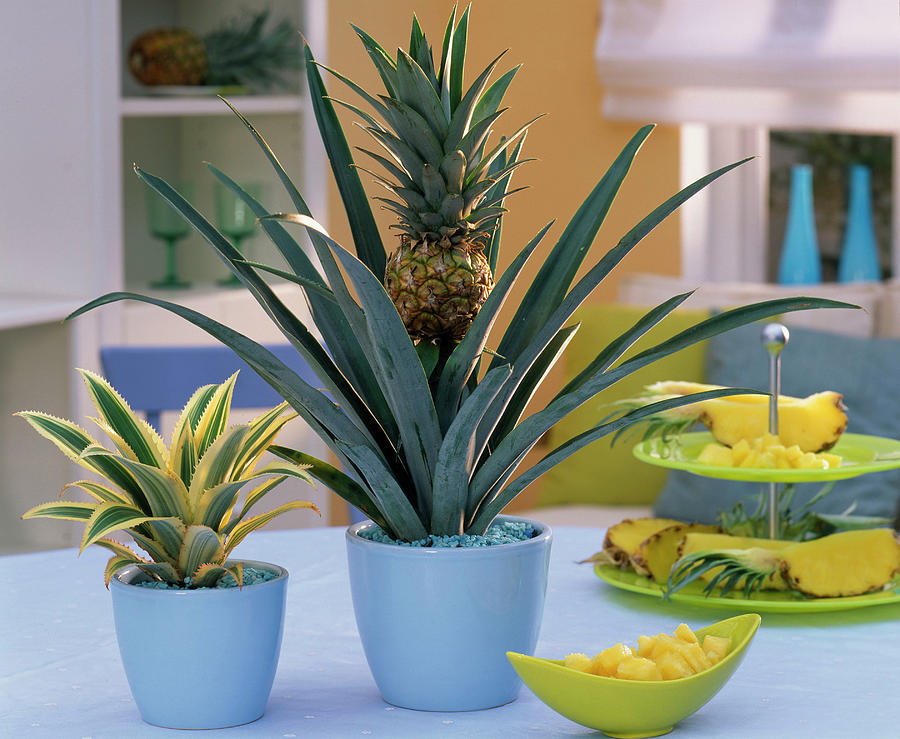 Pineapple With Fruit And variegata In Light Blue Planters Photograph by Friedrich Strauss
