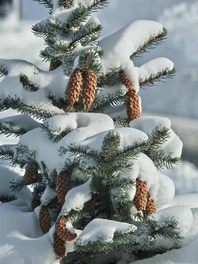 Pinecones In Snow Photograph by Kathy Ozzard Chism