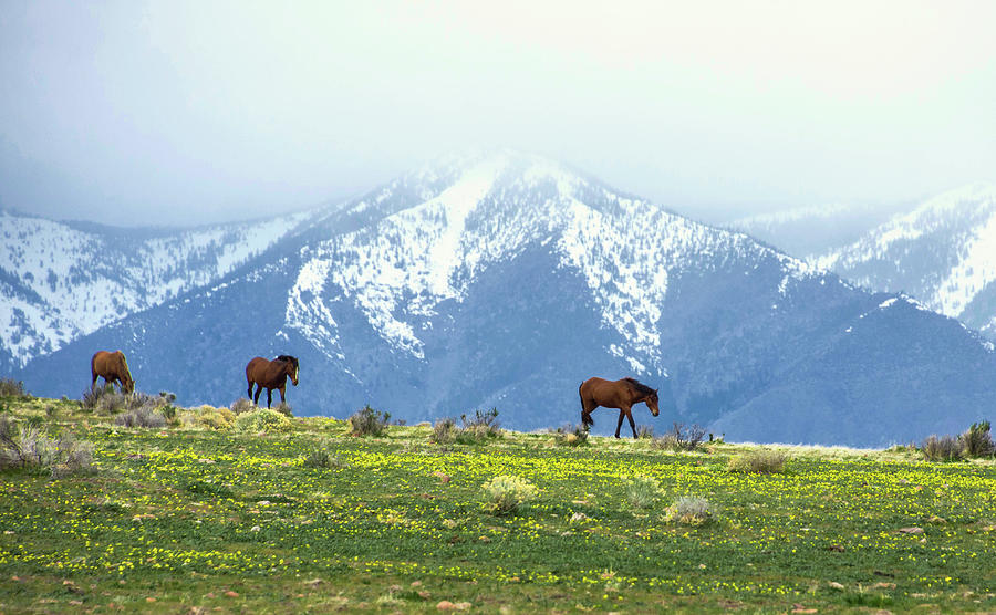 Pinenut Mustangs Photograph by Steph Gabler