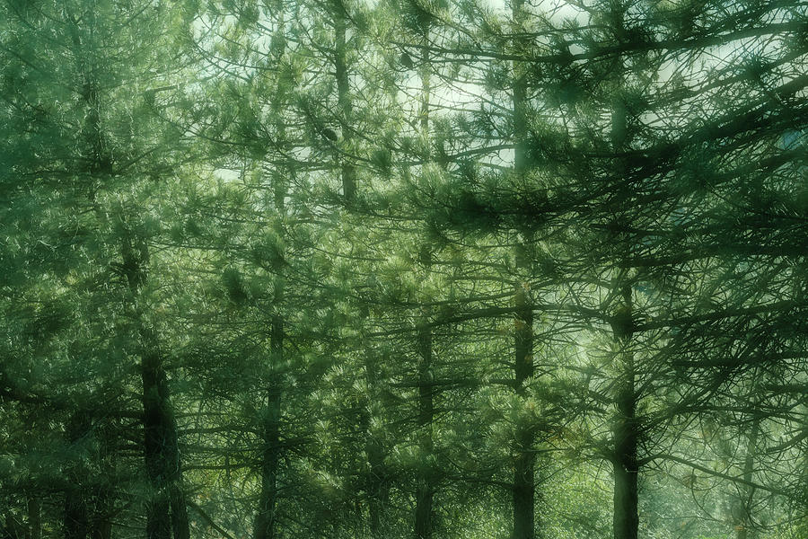 Pines Photograph