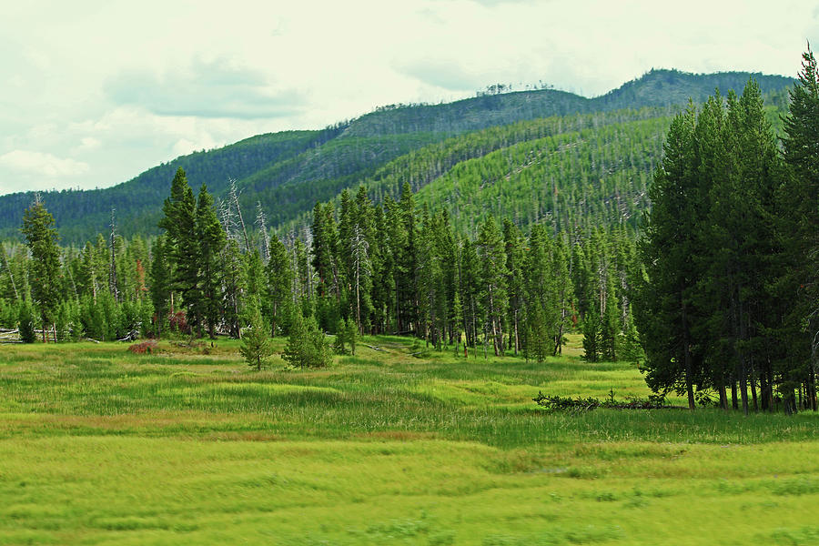 Pines and Mountains Photograph by Rachel Standridge - Fine Art America