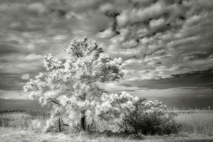 Pines At Gordon Pond Photograph