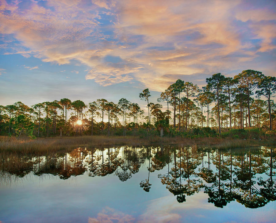 Pines At Sunrise, St. Joseph Bay State Buffer Preserve, Florida Photograph by Tim Fitzharris