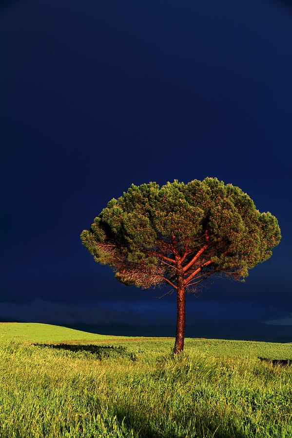 Pinetree, Green Hills And Stormy Sky Photograph by © Jan Zwilling