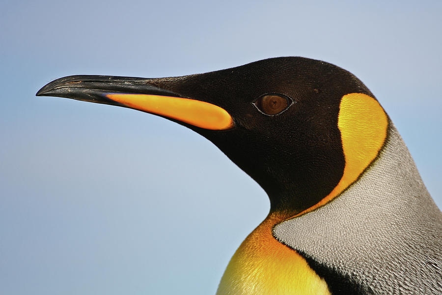 Pinguino Rey Photograph by Leandro Herrainz