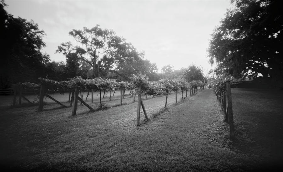 Pinhole vineyard 071902 Photograph by Rudy Umans