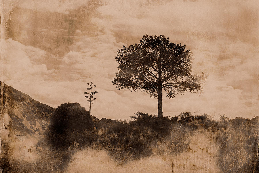 Pinon Of Big Bend In Tintype Photograph