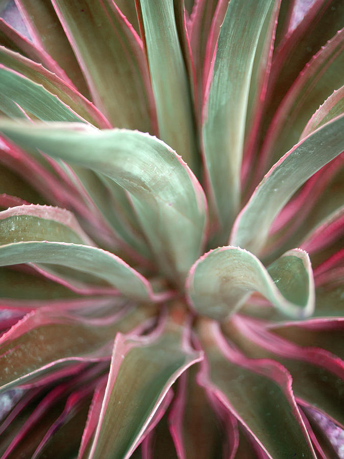 Pink Agave Painting by Susan Bryant - Fine Art America