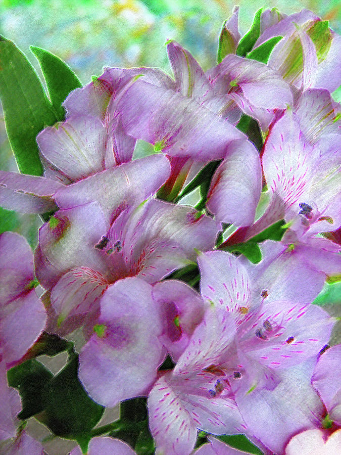 Lavender Alstroemeria 6010 Photograph by Corinne Carroll