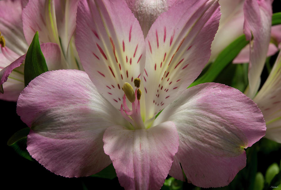 Flower Photograph - Pink Alstroemerias 01 by Gordon Semmens