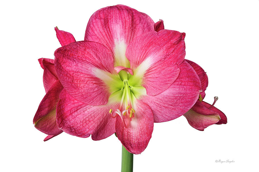 Pink Amaryllis 6 Photograph by Roger Snyder